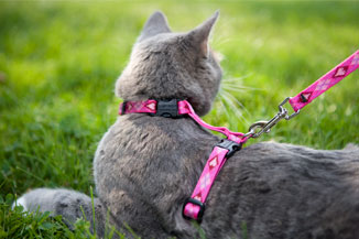 H style cat clearance harness